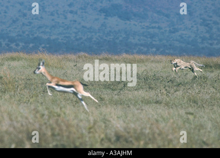 Ghepardo a piena velocità a caccia di Thomson s Gazelle at Masai Mara riserva nazionale del Kenya Foto Stock