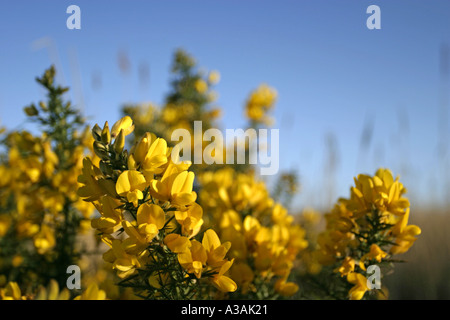 Gorse whin furze ulex europeaus fabaceae fiore giallo contea di Down blue sky Irlanda del Nord Foto Stock