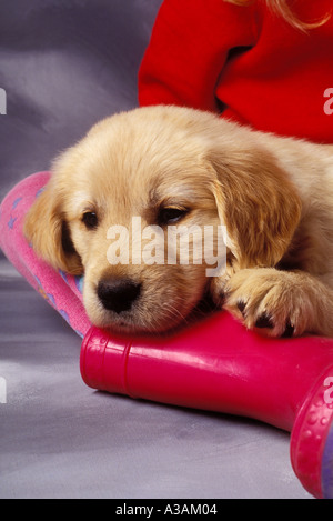 Golden retreiver cucciolo Foto Stock