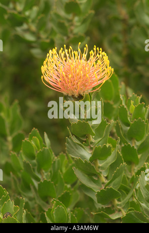 Waratah fiore (Telopea specie) nativa impianto australiano Foto Stock