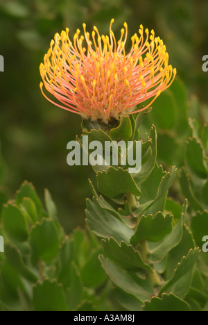 Waratah fiore (Telopea specie) nativa impianto australiano Foto Stock