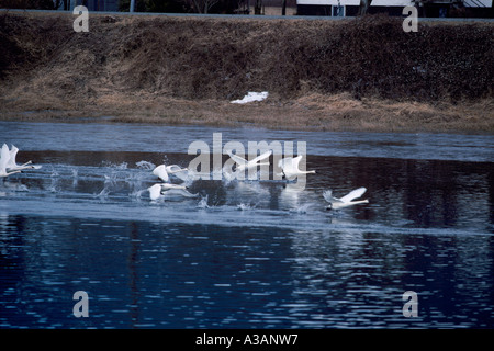 I cigni trombetta (Cygnus buccinatore) la migrazione degli uccelli, stormo di uccelli migratori, Delta, BC, Fraser Valley, British Columbia, Canada Foto Stock