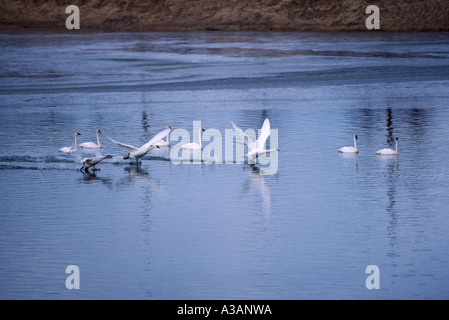 I cigni trombetta (Cygnus buccinatore) la migrazione degli uccelli, stormo di uccelli migratori, Delta, BC, Fraser Valley, British Columbia, Canada Foto Stock
