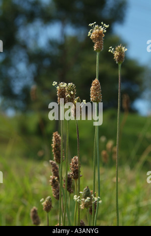 Ribwort semi di erbacce teste (Planzago lanceolata) Foto Stock