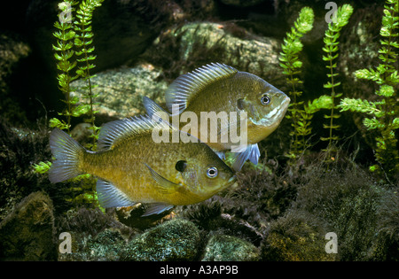 Bluegill Fish Lepomis macrochirus Foto Stock