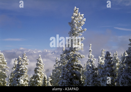 Ponderosa Pines Covered in Fresh Snow White River National Forest Colorado Foto Stock