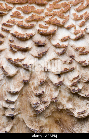 Primo piano di Shaggy Parasol fungo Lepiota procera, Galles, Regno Unito. Foto Stock