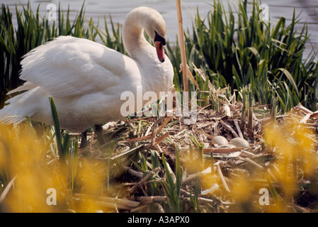 Cigno (Cygnus olor) con uova nel nido, Nesting sul terreno lungo il bordo delle acque, Lake Shore Foto Stock