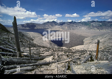 Legname caduto su Spirit Lake, Mt St Helens postumi 1980 Washington Foto Stock