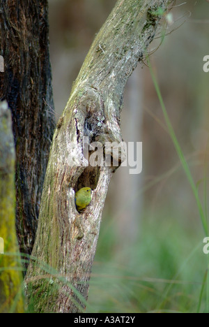 Blue Winged Parrot (Neophema chrysostoma) nidificanti nella struttura ad albero cavo Foto Stock