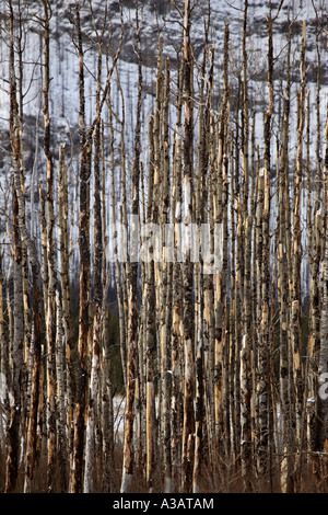 Alberi bruciati sul versante della montagna Foto Stock