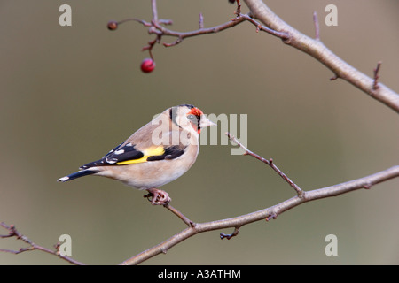 Cardellino Carduelis carduelis seduto su Hawthorne succursale con bacca rossa cercando viva con un bel sfondo semplice letti potton Foto Stock