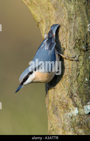 Picchio muratore Sitta europaea sul tronco di albero cercando avviso con bella fuori fuoco sfondo foresta salcey northampton Foto Stock