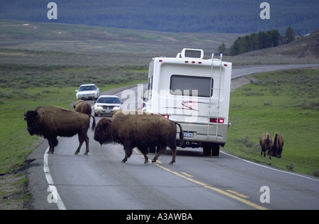 Bison camminando per strada vicino alla fermata RV nel Parco Nazionale di Yellowstone Foto Stock