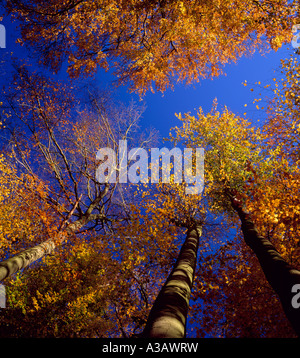 Guardando in alto, in un baldacchino di faggi in autunno, Kent, Inghilterra, Regno Unito. Foto Stock