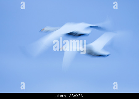 Whooper cigni Cygnus cygnus in volo di mattina presto sky welney Foto Stock