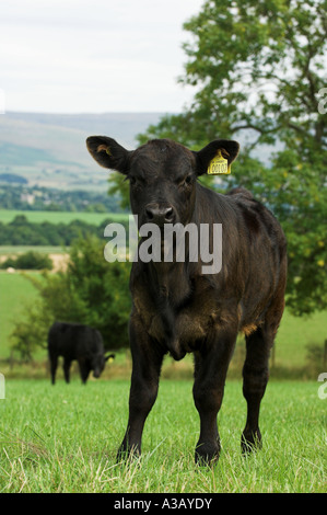 Giovani Aberdeen Angus vitello in campo Foto Stock