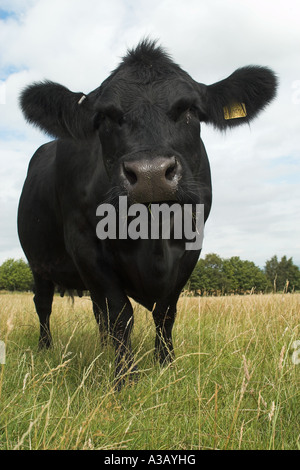 Immagine ravvicinata di un Aberdeen Angus vacche testa Foto Stock