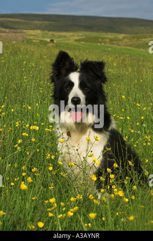 Collie sheepdog nel fieno tradizionale prato Foto Stock