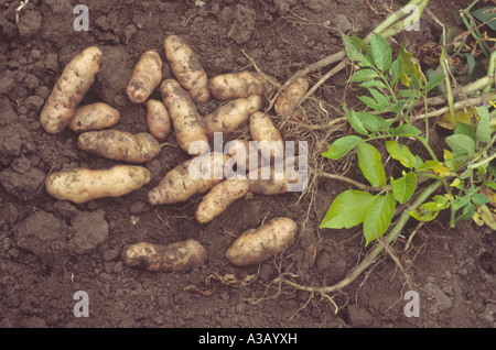 Solanum tuberosum 'Anya' (insalata patate) Desiree x Fir Rosa Apple. Appena scavato patate su terreno con radici e foglie della pianta. Foto Stock