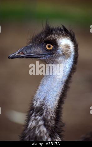 L'Uem dromaius novaehollandiae 0391 Foto Stock