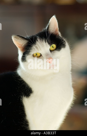 Un paese allevati croce dai capelli lisci 'bianco e nero' gatto femmina ritratto in interni con luce naturale Wiltshire, Inghilterra UK UE Foto Stock