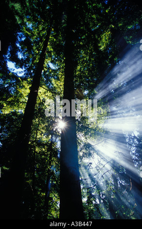 Raggi di sole che splende attraverso grove della California Redwoods Foto Stock