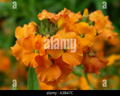 Erysimum albicocca Twist Violaciocca immagine da giardino Foto Stock