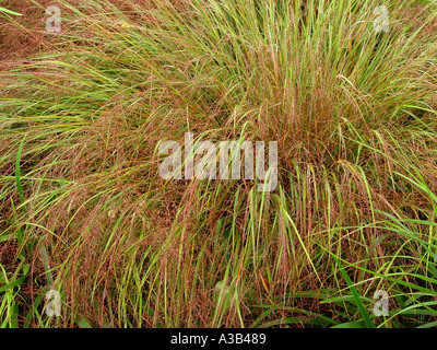 Stipa arundinacea oat fogliame Foto Stock