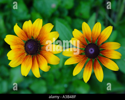 Rudbeckia nana rustica coppia fiori nani in giardino Foto Stock