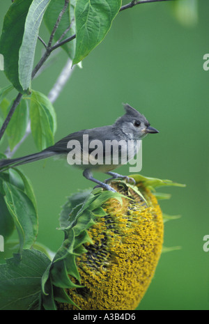 Cincia tufted, Parus bicolor, appollaiate su un girasole cercando attento nel giardino di casa, Missouri USA Foto Stock