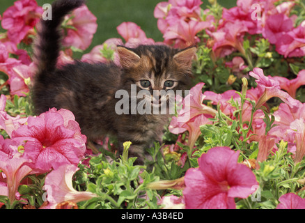 Adorable fluffy grey tabby kitten playing in bed of brightly blooming vivid pink petunias in home garden Missouri USA Foto Stock