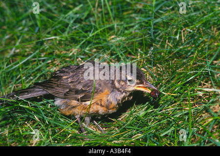 Neonata: un teenager American robin, Turdus migratorius, stando in erba mangiando un blackberry Midwest USA Foto Stock