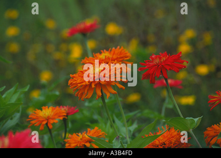Bellissimo il display luminoso rosso e arancio zinnias in un Midwest home garden, Missouri USA Foto Stock