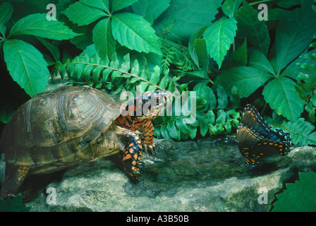 Tre toed Tartaruga scatola Terrapene Carolina Triunguis orologi pezzata di rosso porpora butterfly Vanessa Atalanta al foro di acqua MO Foto Stock