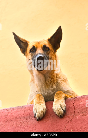 Cane curioso guardando oltre il muro con le zampe sulla parete e le orecchie fino Foto Stock
