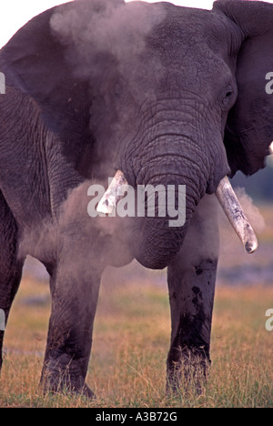 Elefante africano (Loxodonta africana) Foto Stock