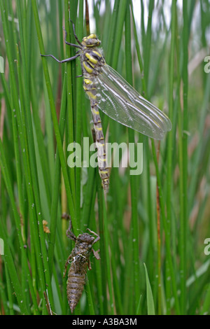 Golden inanellato dragonfly Cordulegaster boltonii da cova ninfa Foto Stock