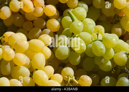 Close up di bianco e uva verde Foto Stock