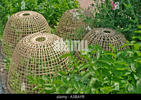 Per la protezione dei vegetali split decorativi di canna da zucchero per la protezione del genere Brassica Foto Stock