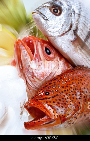 Il raggruppatore, dentice e branzino Foto Stock