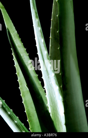 Aloe foglie, close-up Foto Stock