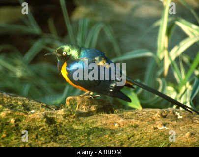 Royal Starling, Cosmopsarus regius, aka Golden petto o Regal Starling, Sturnidae Foto Stock