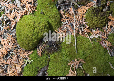 Il muschio cresce sul suolo della foresta circondato da morti di foglie di cedro Foto Stock