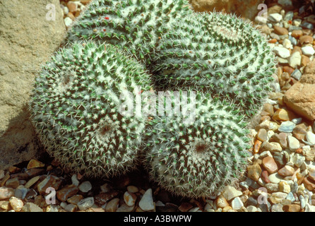 Mammillaria parkinsonii Foto Stock