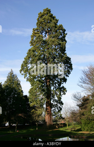 Albero di sequoie giganti in Tring Memorial Gardens, Hertfordshire, Regno Unito Foto Stock