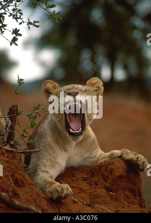 Kenya Safari con baby LION CUB con denti che mostra in ruggito Foto Stock