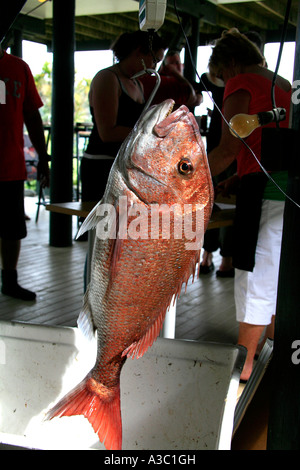 Un appena catturati snapper sulle scale dopo una gara di pesca al grande isola barriera fuori dalla Nuova Zelanda coast Foto Stock