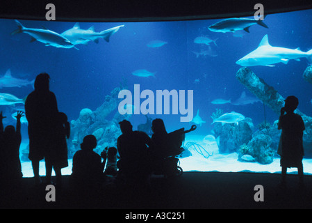 Le persone in piedi nella parte anteriore del grande acquario ammirando i pesci squali a Albuquerque Parco Biologico Foto Stock
