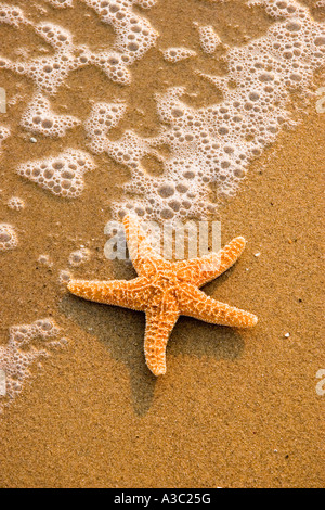 Starfish su di una spiaggia di sabbia con la schiuma di una onda sfuggente Foto Stock